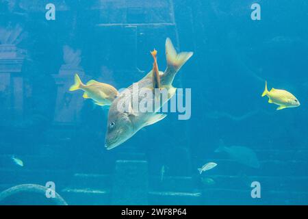 Bunte Fische schwimmen in einem großen Aquarium. Stockfoto