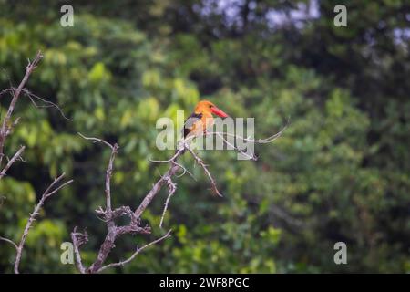 Braunflügeliger Eisvogel, Pelargopsis amauroptera, Bhitarkanika, Odisha, Indien Stockfoto