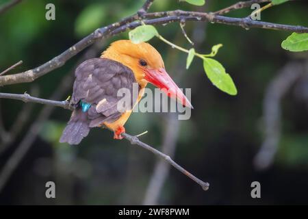 Braunflügeliger Eisvogel, Pelargopsis amauroptera, Bhitarkanika, Odisha, Indien Stockfoto