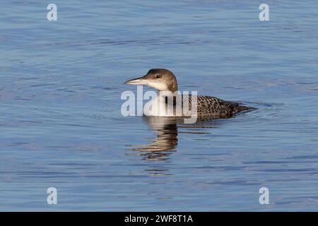 Juvenile Great Northern Diver, Farmmor Reservoir, Oxon, Großbritannien Stockfoto