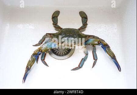 Eine lebende blaue Krabbe in einem Waschbecken, bevor sie gekocht wird. Stockfoto