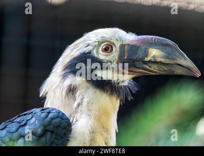 Der majestätische Visayan-Nashornvogel Penelopides panini, der durch die üppige Landschaft der Philippinen schwingt, ein Symbol für den Erhalt der Biodiversität. Stockfoto