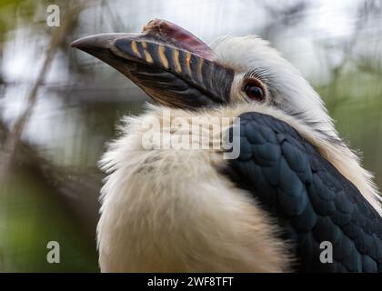 Der majestätische Visayan-Nashornvogel Penelopides panini, der durch die üppige Landschaft der Philippinen schwingt, ein Symbol für den Erhalt der Biodiversität. Stockfoto