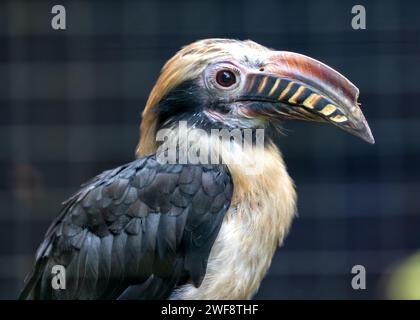 Der majestätische Visayan-Nashornvogel Penelopides panini, der durch die üppige Landschaft der Philippinen schwingt, ein Symbol für den Erhalt der Biodiversität. Stockfoto