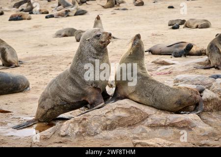 Männliche und weibliche Robben in braunen Robbenkolonien mit Babys, Cape Cross Seal Reserve, Namibia, Afrika Stockfoto