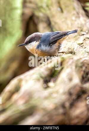 Winzig und doch lebhaft, die Pygmy Nuthatch, Sitta pygmaea, flieht zwischen Nadelbäumen in den Wäldern Nordamerikas. Stockfoto