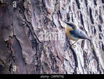 Winzig und doch lebhaft, die Pygmy Nuthatch, Sitta pygmaea, flieht zwischen Nadelbäumen in den Wäldern Nordamerikas. Stockfoto