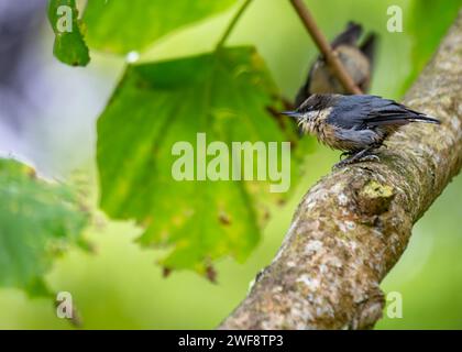 Winzig und doch lebhaft, die Pygmy Nuthatch, Sitta pygmaea, flieht zwischen Nadelbäumen in den Wäldern Nordamerikas. Stockfoto