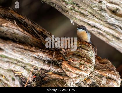 Winzig und doch lebhaft, die Pygmy Nuthatch, Sitta pygmaea, flieht zwischen Nadelbäumen in den Wäldern Nordamerikas. Stockfoto