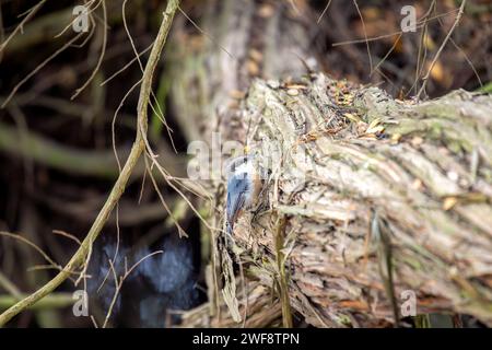 Winzig und doch lebhaft, die Pygmy Nuthatch, Sitta pygmaea, flieht zwischen Nadelbäumen in den Wäldern Nordamerikas. Stockfoto