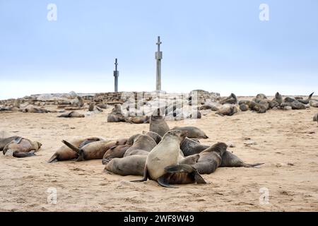 Braune Robbenkolonien mit Babys, Cape Cross Seal Reserve, Namibia, Afrika Stockfoto