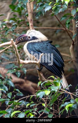 Der majestätische Visayan-Nashornvogel Penelopides panini, der durch die üppige Landschaft der Philippinen schwingt, ein Symbol für den Erhalt der Biodiversität. Stockfoto