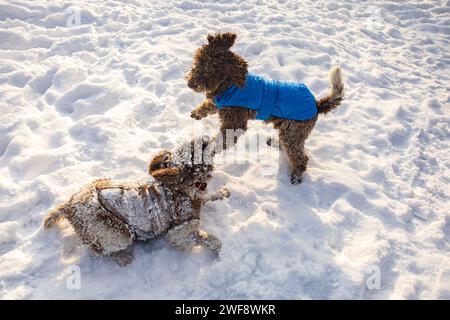 Zwei Hunde im Schnee spielen Stockfoto