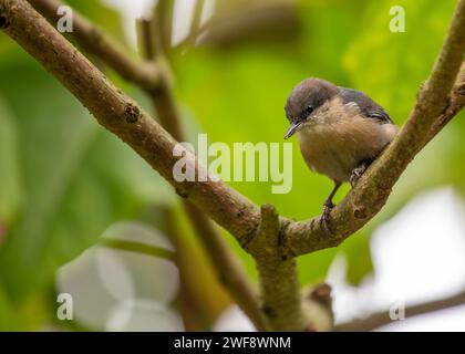 Winzig und doch lebhaft, die Pygmy Nuthatch, Sitta pygmaea, flieht zwischen Nadelbäumen in den Wäldern Nordamerikas. Stockfoto