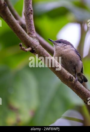 Winzig und doch lebhaft, die Pygmy Nuthatch, Sitta pygmaea, flieht zwischen Nadelbäumen in den Wäldern Nordamerikas. Stockfoto