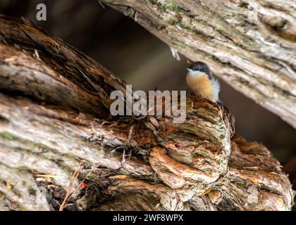 Winzig und doch lebhaft, die Pygmy Nuthatch, Sitta pygmaea, flieht zwischen Nadelbäumen in den Wäldern Nordamerikas. Stockfoto