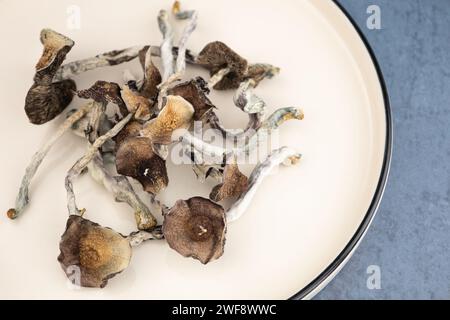 Einige getrocknete Pilze der Art Psilocybe cubensis Argentina liegen auf einer beigen Platte. Auf grauem Hintergrund. Alternative Medizin, Behandlung Stockfoto