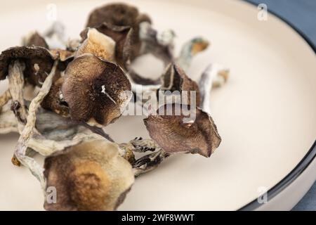 Einige getrocknete Pilze der Art Psilocybe cubensis Argentina liegen auf einer beigen Platte. Auf grauem Hintergrund. Alternative Medizin, Behandlung Stockfoto
