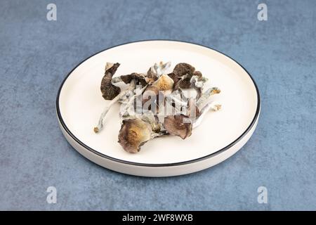 Einige getrocknete Pilze der Art Psilocybe cubensis Argentina liegen auf einer beigen Platte. Auf grauem Hintergrund. Alternative Medizin, Behandlung Stockfoto