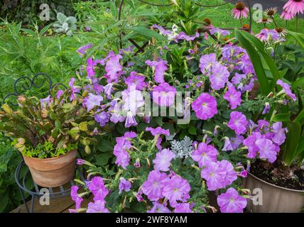 Schlumbergera - Weihnachtskaktus und Petunia multiflora „Celebrity Lilac“ Blumen wachsen im Sommer in Containern. Stockfoto