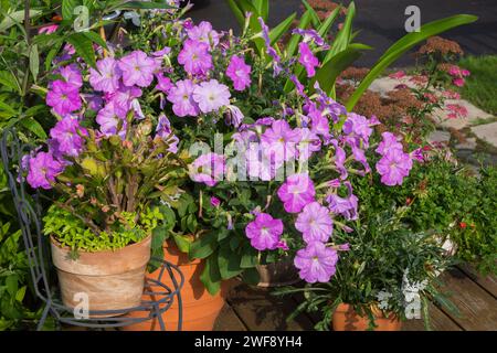 Schlumbergera - Weihnachtskaktus und Petunia multiflora „Celebrity Lilac“ Blumen wachsen im Sommer in Containern. Stockfoto