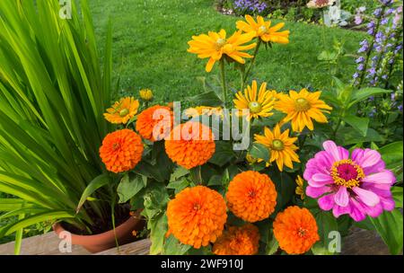 Orange Zinnia, gelbe Rudbeckia hirta - Coneflower, Zinnia violacea wächst im Sommer im Container auf Holzdeck. Stockfoto