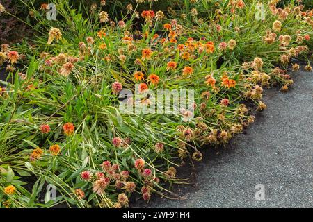 Zinnia-Blüten wurden im Sommer von starken Regenfällen niedergeschlagen. Stockfoto