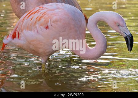 Chilenischer Flamingo (Phoenicopterus chilensis) im Zoo Atlanta in Atlanta, Georgia. (USA) Stockfoto