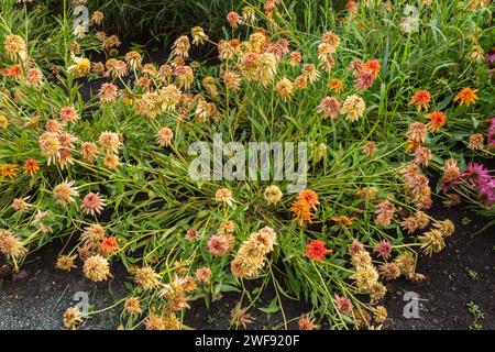 Zinnia-Blüten wurden im Sommer von starken Regenfällen niedergeschlagen. Stockfoto