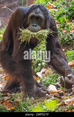 Orang-Utan-Spaziergang mit einem Mund voller Streuner im Zoo Atlanta in Atlanta, Georgia. (USA) Stockfoto