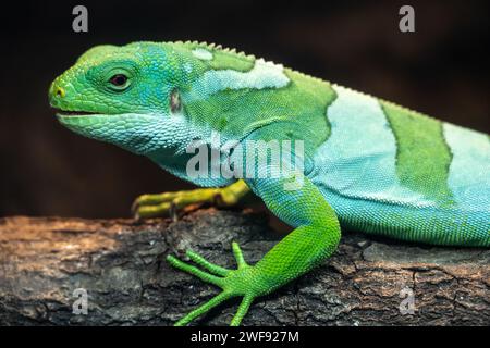 Fidschi Kurzkammleguan (Brachylophus fasciatus) am Zoo Atlanta in der Nähe der Innenstadt von Atlanta, Georgia. (USA) Stockfoto