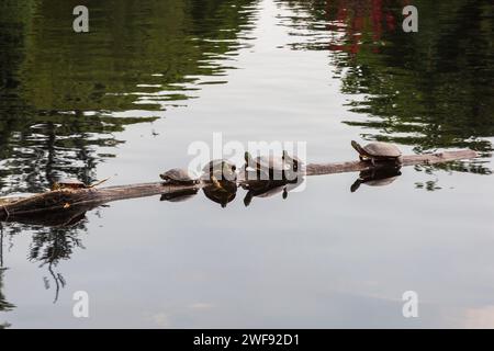 Chrysemys picta – im Sommer bemalte Schildkröten auf schwimmendem Baumstamm im Teich. Stockfoto
