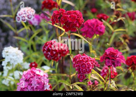 Nahaufnahme von roten, rosa und weißen dianthus- oder süßen william-Blüten Stockfoto