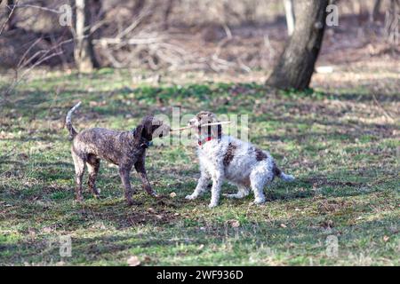 Zwei Hunde spielen mit Holzstock im Park Stockfoto