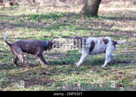 Zwei Hunde spielen mit Holzstock Stockfoto