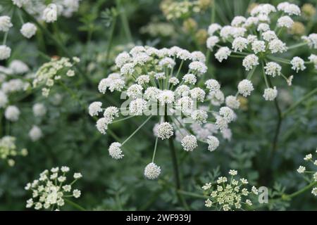 Nahaufnahme von weißen Hogweed-Blüten Stockfoto