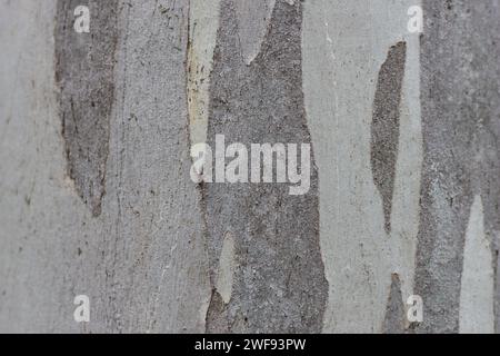 Nahaufnahme der grauen Eukalyptusrinde Stockfoto