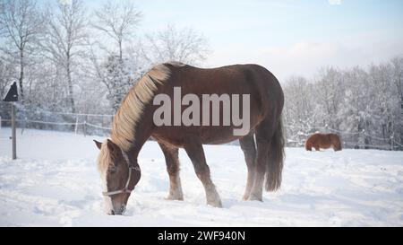 Braunes Pferd im verschneiten Winterwald Stockfoto