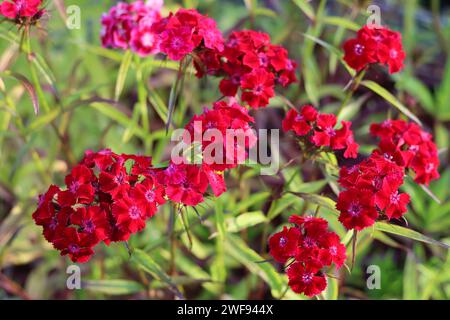 Nahaufnahme von roten dianthus oder süßen william Blumen Stockfoto