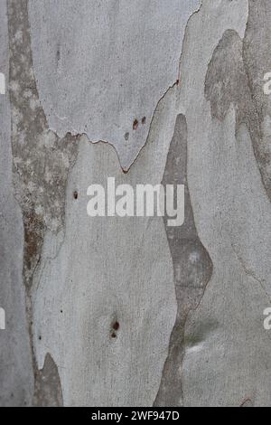 Nahaufnahme der grauen Eukalyptusrinde Stockfoto