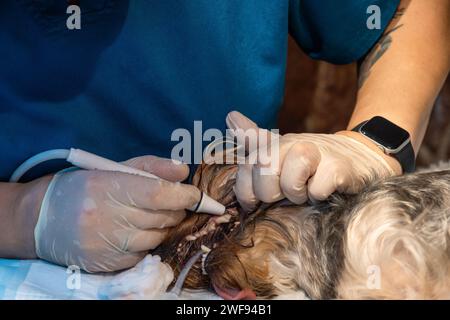 Tierärztliche Zahnheilkunde. Zahnarzt Chirurg Tierarzt behandelt die Zähne eines Yorkshire Terrierhundes unter Narkose auf dem Operationstisch in einer Tierarztklinik Stockfoto