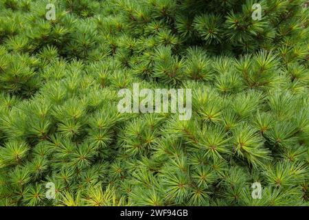 Pinus strobus 'Elkin's Zwerg - östliche Weißkiefer im Sommer. Stockfoto