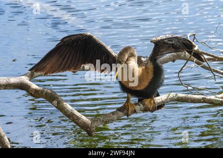 Eine Nahaufnahme eines Anhinga-Vogels, der von einem Ast über einem See flog Stockfoto