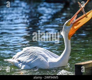 Eine Nahaufnahme eines Pelikans, der schwimmt und Fische mit offenem Schnabel fängt Stockfoto