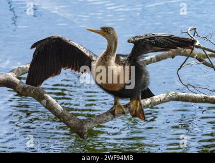 Eine Nahaufnahme eines Anhinga-Vogels, der von einem Ast über einem See flog Stockfoto