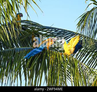Ein Niedrigwinkelfoto von lebendigen Aras auf einer Palme in einer üppigen tropischen Umgebung Stockfoto