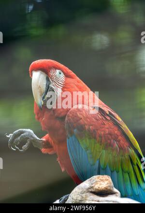 Der markante Rot-Grün-Ara Ara, Ara chloropterus, der durch die lebendigen Farben des Amazonas-Regenwaldes schwingt, ein Symbol für südamerikanische Artenvielfalt. Stockfoto