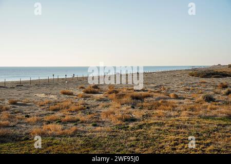 Strand, geschützte Vogelzuchtgebiete, Naturpark Guadalhorce Mündung Naturschutzgebiet. Andalusien, Malaga, Spanien. Stockfoto