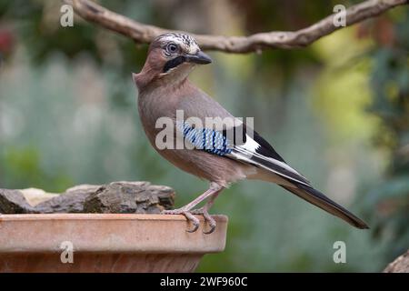 Eurasian Jay (Garrulus glandarius) trinkt an einer Wasserschale im Garten. Stockfoto