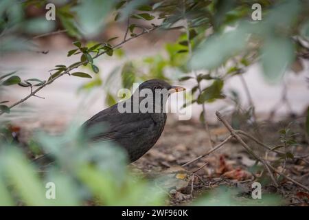 Blackbird sucht nach Insekten in Blättern im Garten. Spanien. Stockfoto